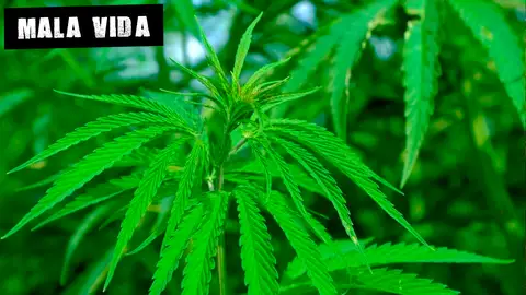 Marihuana Marihuana