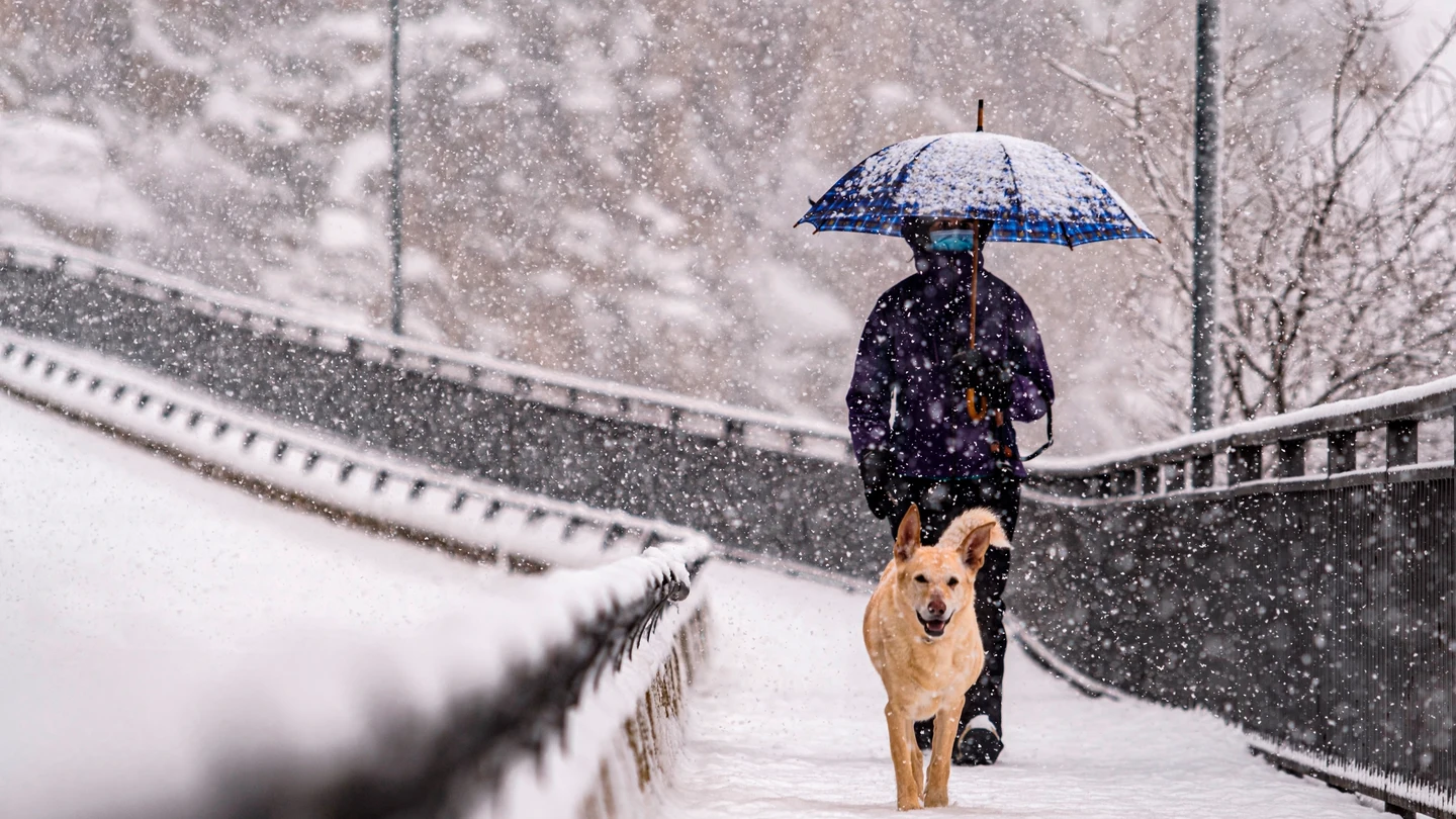 Una persona pasea con su perro bajo la nieve Una persona pasea con su perro bajo la nieve