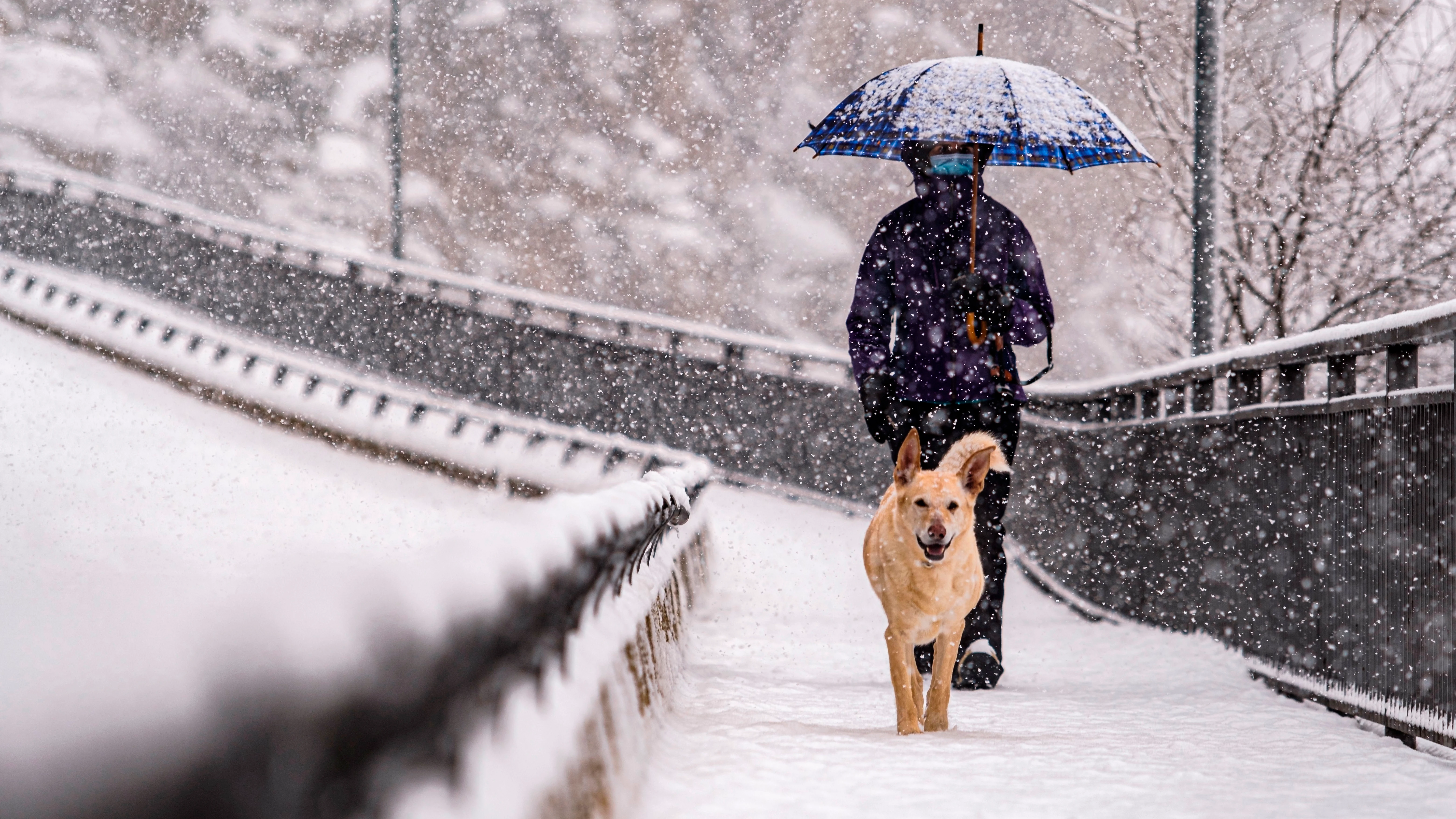 Una persona pasea con su perro bajo la nieve