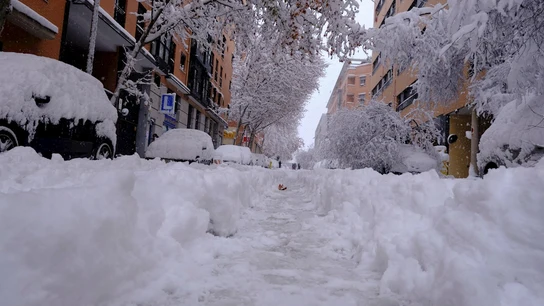 Árboles caídos por el peso de la nieve en el distrito de Arganzuela de Madrid Árboles caídos por el peso de la nieve en el distrito de Arganzuela de Madrid