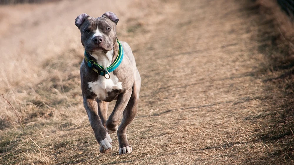 Imagen de archivo de un American Staffordshire Terrier