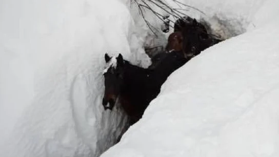 Imagen de las yeguas sepultadas por la nieve en Burgos Imagen de las yeguas sepultadas por la nieve en Burgos