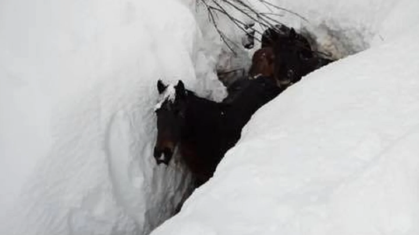 Imagen de las yeguas sepultadas por la nieve en Burgos Imagen de las yeguas sepultadas por la nieve en Burgos