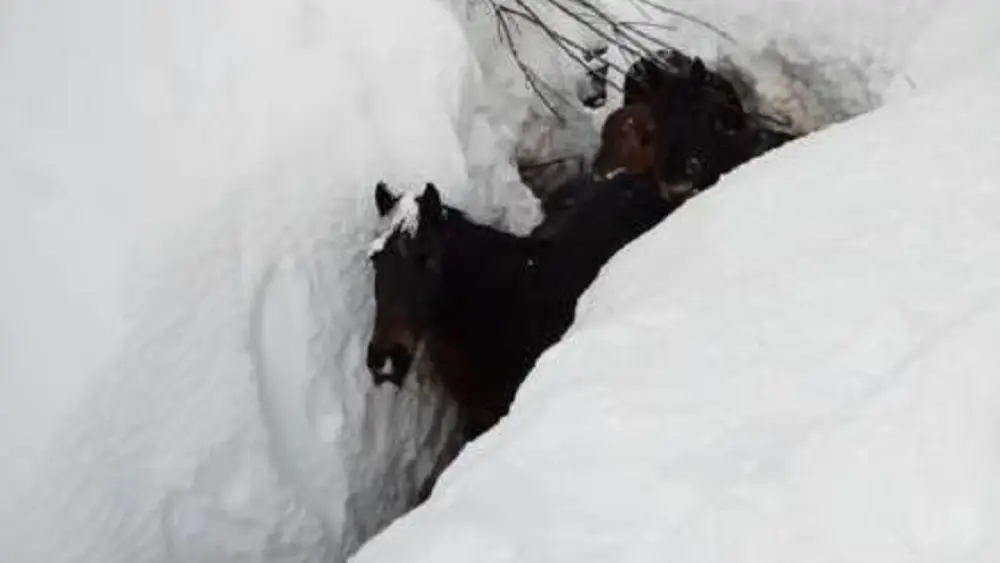 Imagen de las yeguas sepultadas por la nieve en Burgos