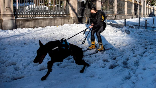 Una persona es arrastrada por un perro en la calle Alcalá de Madrid, este domingo Una persona es arrastrada por un perro en la calle Alcalá de Madrid, este domingo