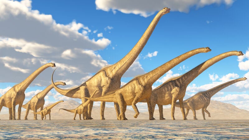 Descubren un nuevo Titanosaurio: el animal más grande que existió en la Tierra