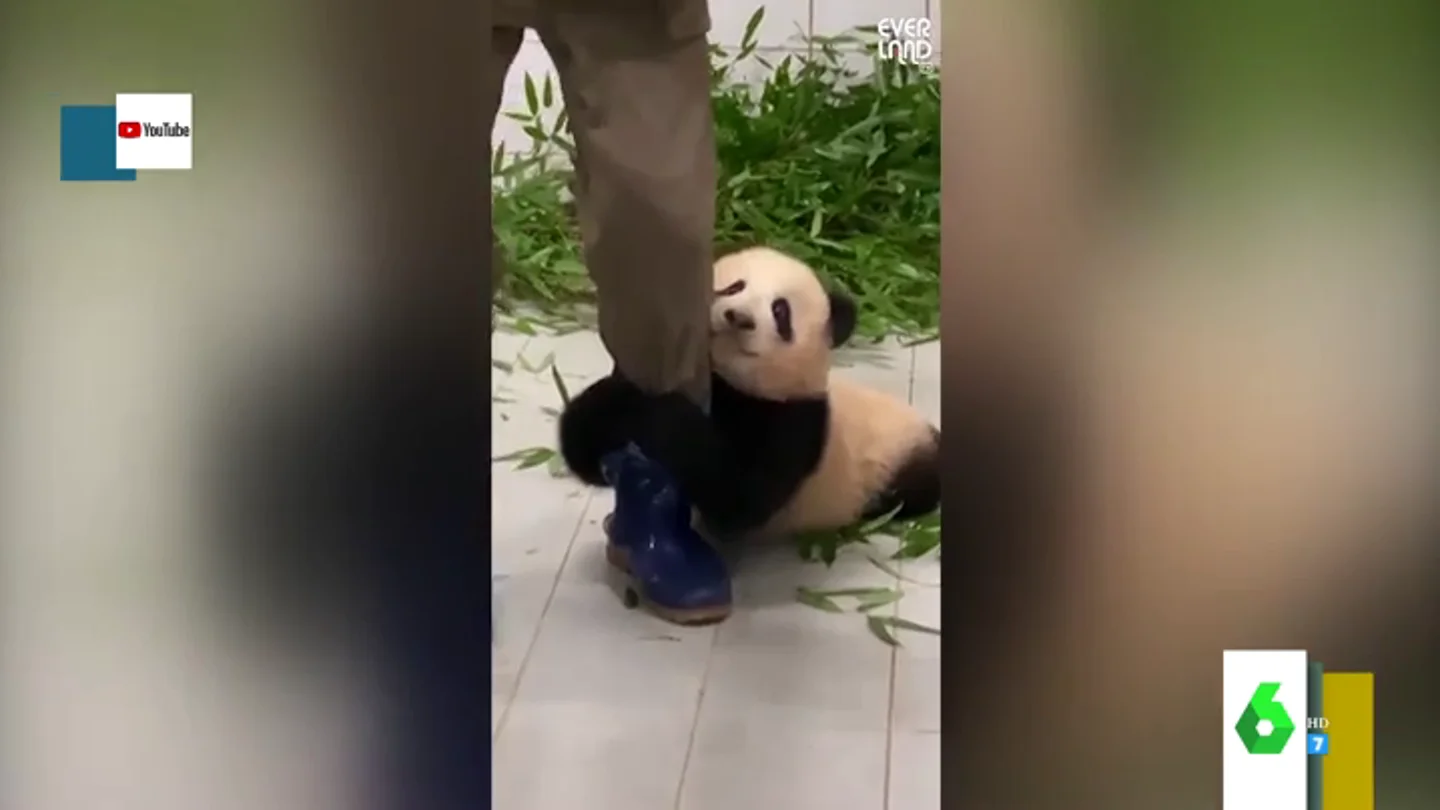 El tierno vídeo en el que un oso panda se niega a despegarse de su cuidador: así le agarra la pierna para no separarse El tierno vídeo en el que un oso panda se niega a despegarse de su cuidador: así le agarra la pierna para no separarse