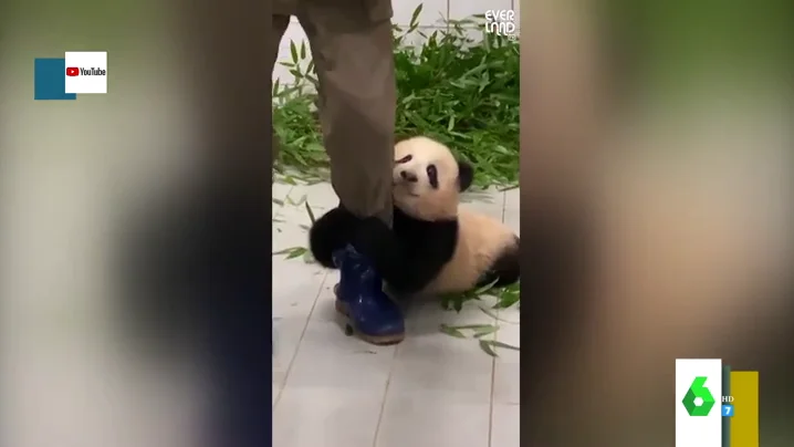 El tierno vídeo en el que un oso panda se niega a despegarse de su cuidador: así le agarra la pierna para no separarse