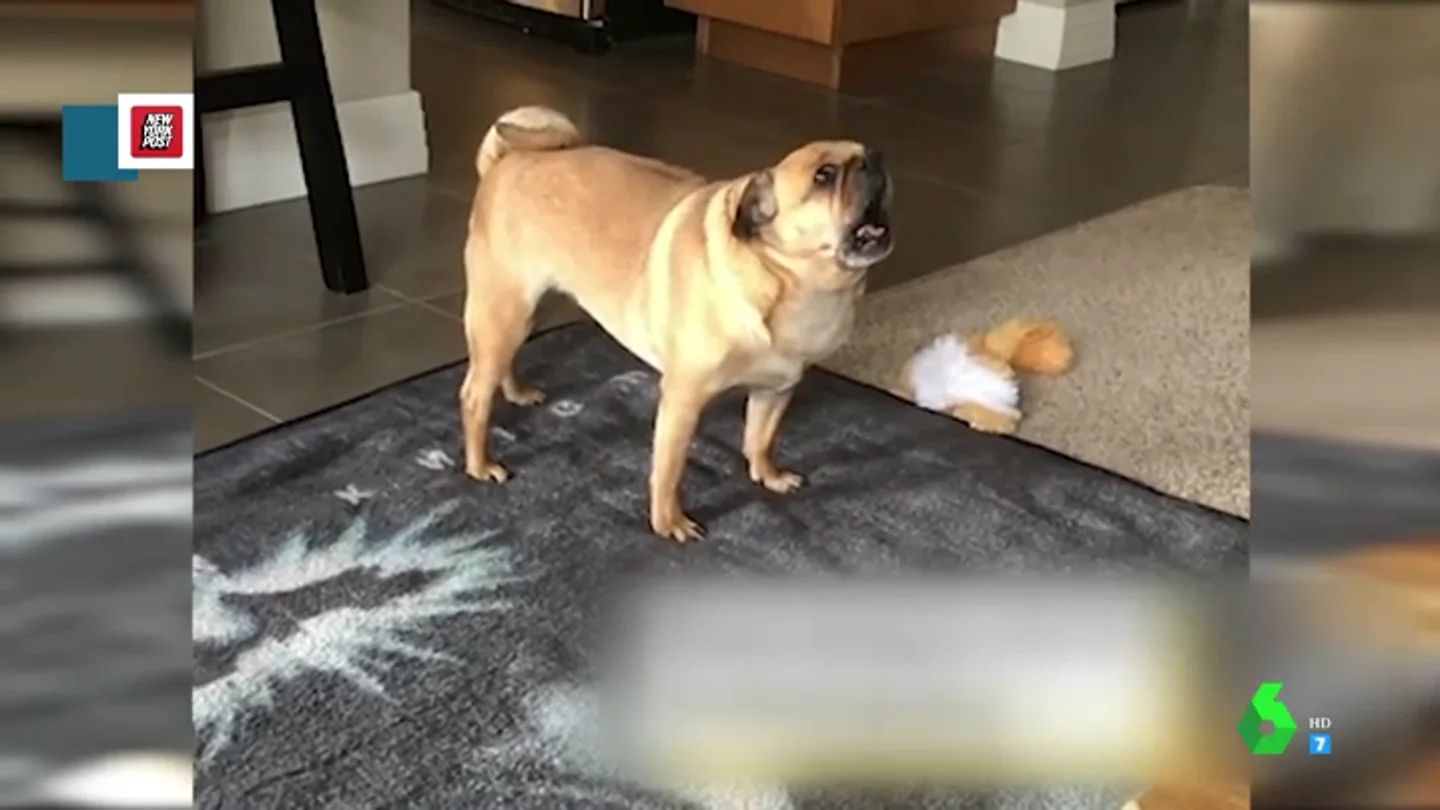 Perro atragantado Perro atragantado
