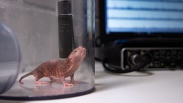 El ratopin rasurado aprende dialectos para comunicarse
