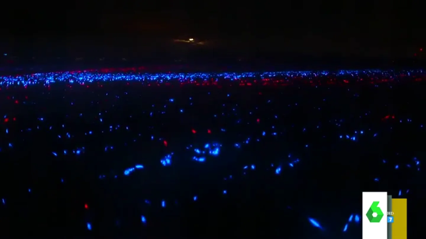 El espectacular vídeo viral de un campo de puerros llenos de luces LED como homenaje a los agricultores El espectacular vídeo viral de un campo de puerros llenos de luces LED como homenaje a los agricultores