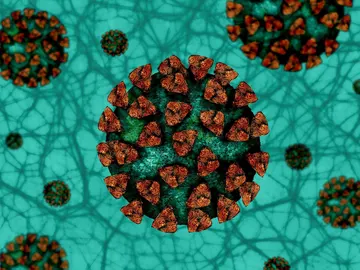 Coronavirus Coronavirus