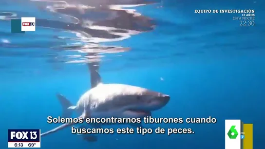 El asombroso vídeo de un tiburón blanco rondando la barca de un grupo de jóvenes en Estados Unidos: " El asombroso vídeo de un tiburón blanco rondando la barca de un grupo de jóvenes en Estados Unidos: "