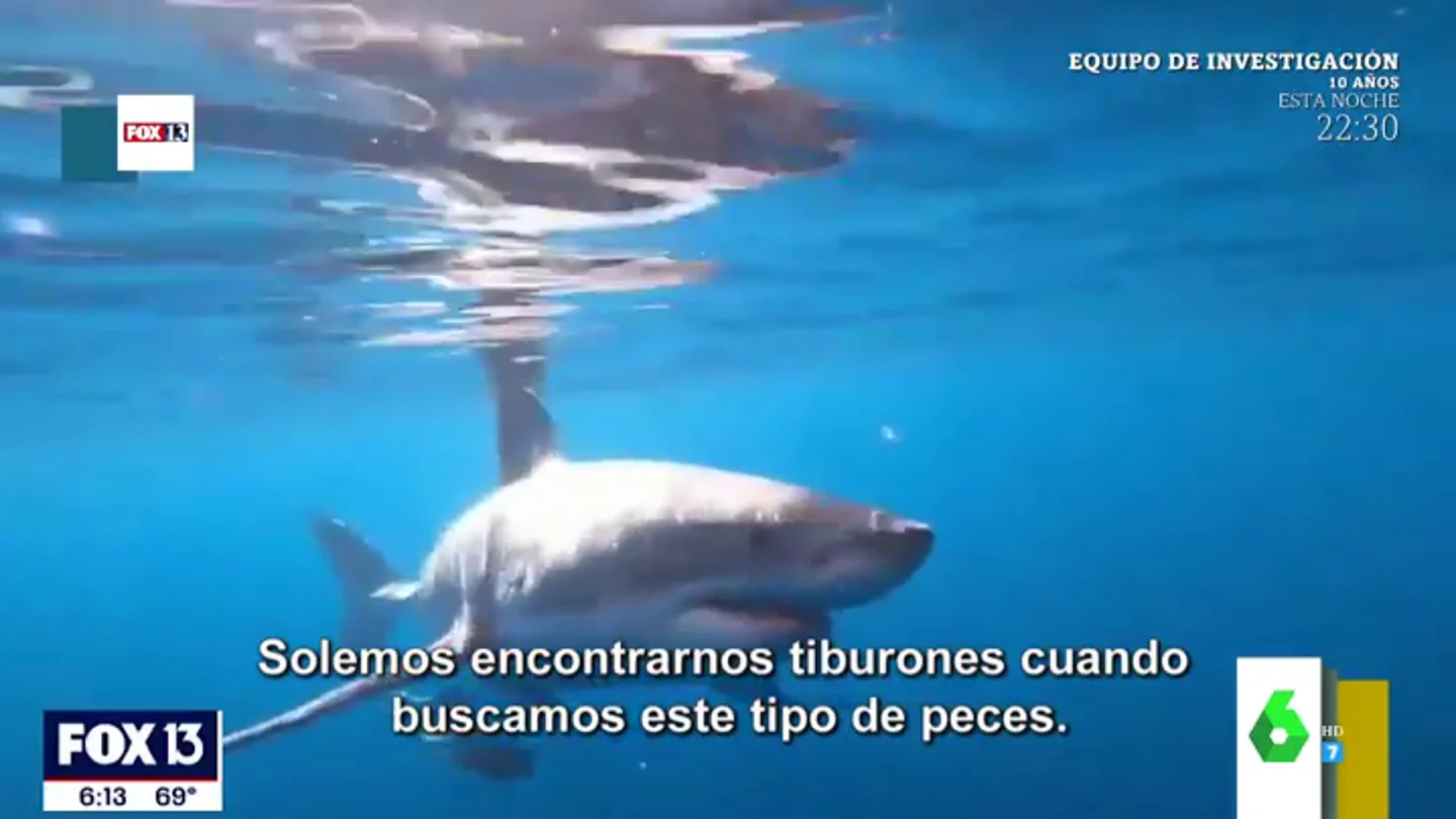 El asombroso vídeo de un tiburón blanco rondando la barca de un grupo de jóvenes en Estados Unidos: " El asombroso vídeo de un tiburón blanco rondando la barca de un grupo de jóvenes en Estados Unidos: "