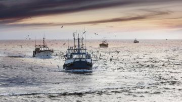Los peces de aguas calidas ganan terreno en el Cantabrico
