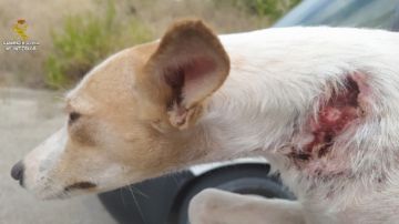 Imagen de uno de los perros rescatados con cortes graves en el cuello