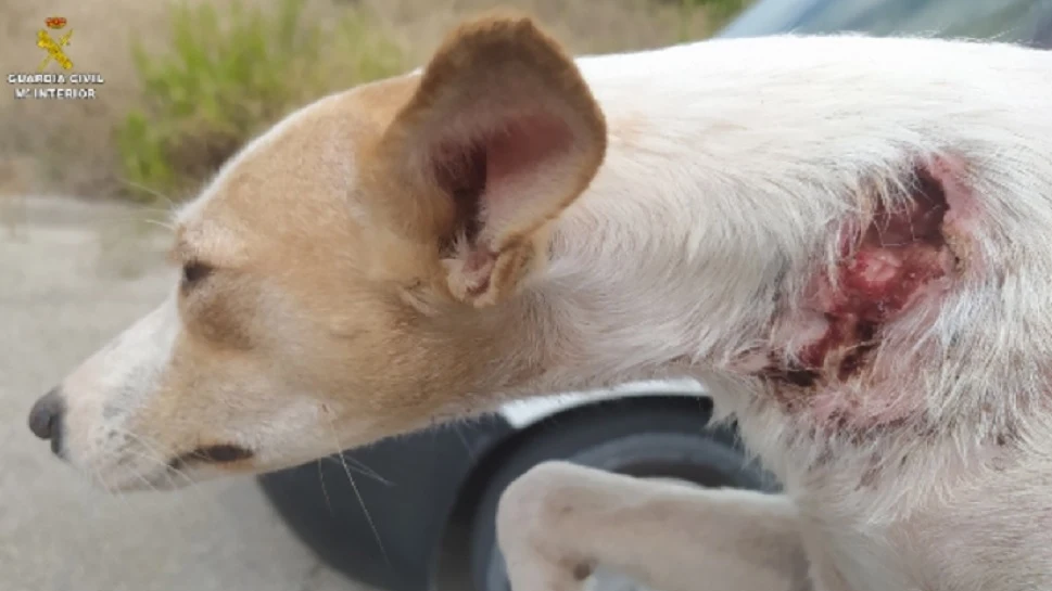 Imagen de uno de los perros rescatados con cortes graves en el cuello