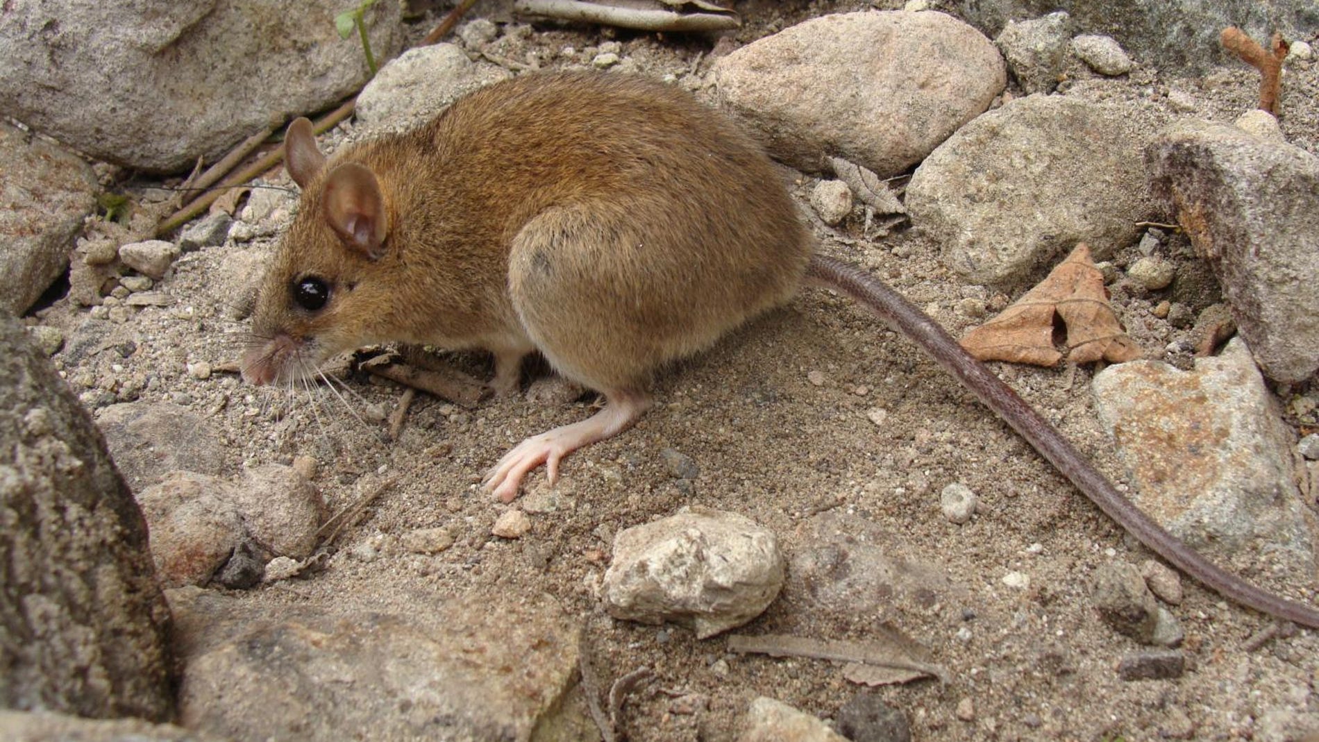 Ratón del Pinatubo