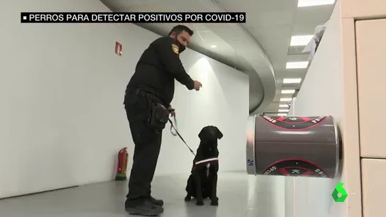 perros olor COVID perros olor COVID