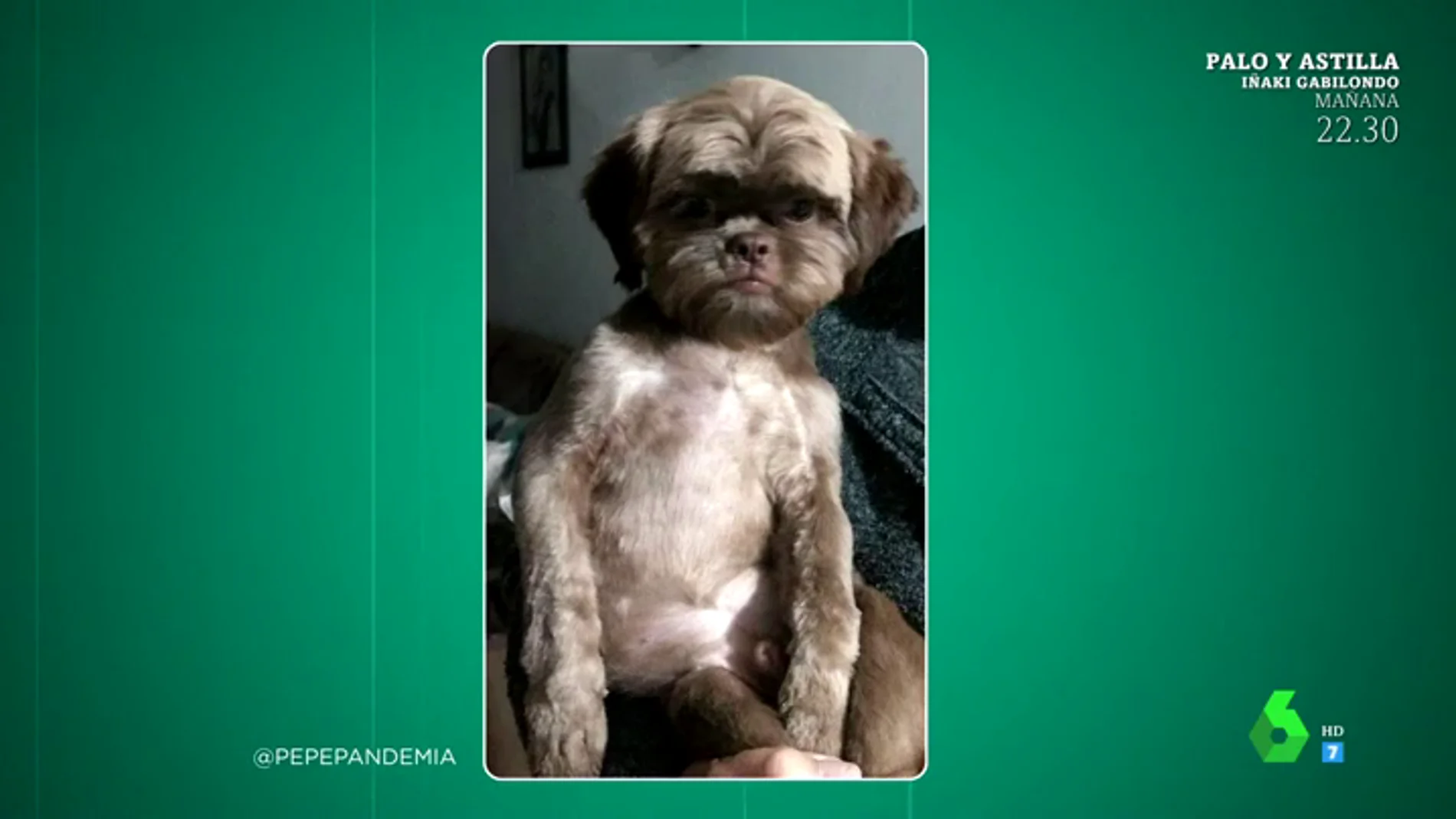El perro más viral del momento: así es su impactante rostro de "niño perdido" tras pasar por la peluquería