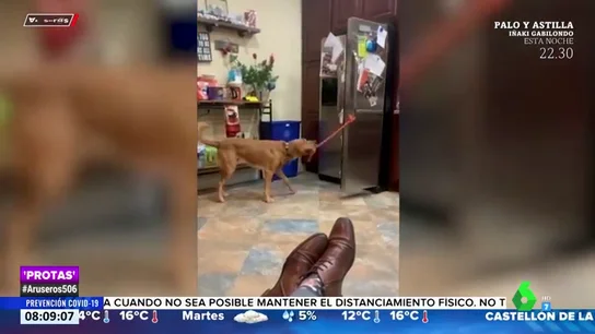 Graban a un perro sirviendo refrescos a su dueño y reciclando los envases Graban a un perro sirviendo refrescos a su dueño y reciclando los envases