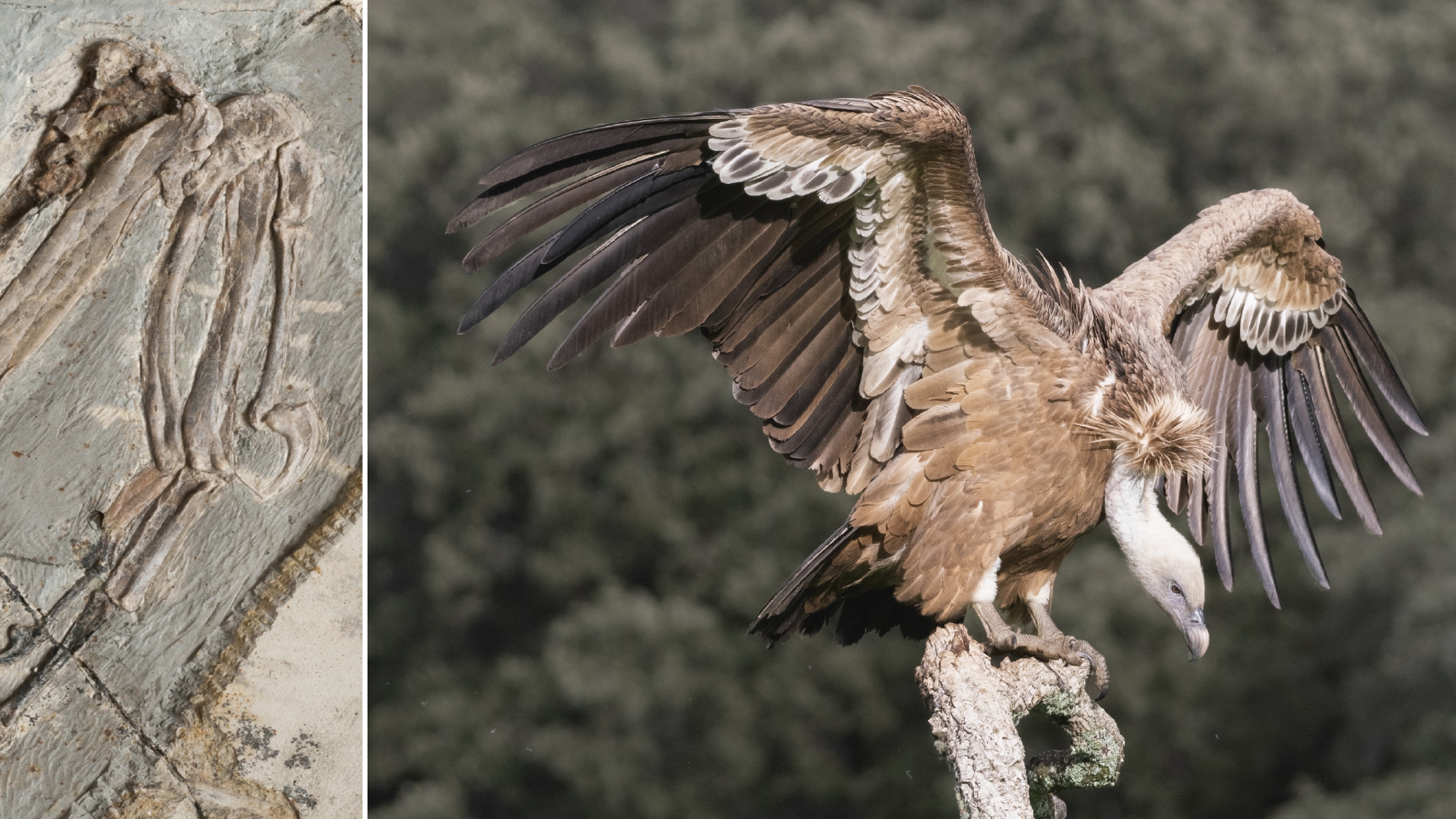 Los dinosaurios que perdieron sus garras nuevas claves en la evolucion de la mano de las aves