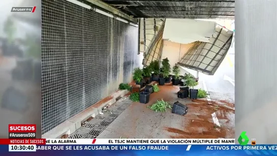 Detenido tras tener un accidente con un camión cargado de plantas de marihuana en Gavà (Barcelona) Detenido tras tener un accidente con un camión cargado de plantas de marihuana en Gavà (Barcelona)