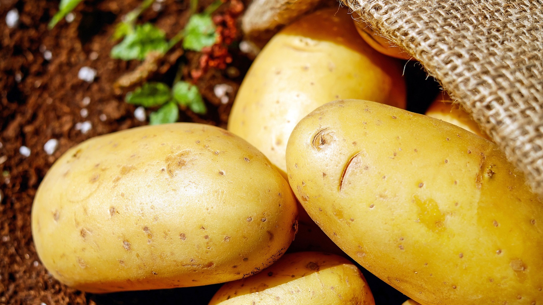 Patatas