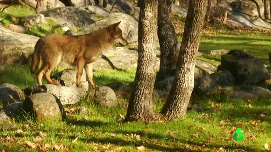 Cómo espantar a un lobo sin hacerle daño Cómo espantar a un lobo sin hacerle daño