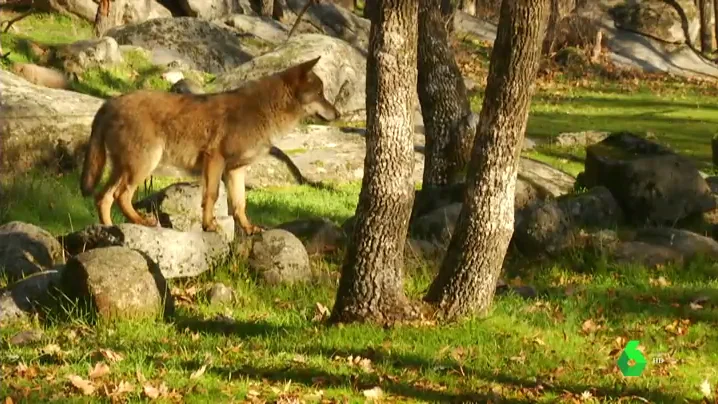 Cómo espantar a un lobo sin hacerle daño