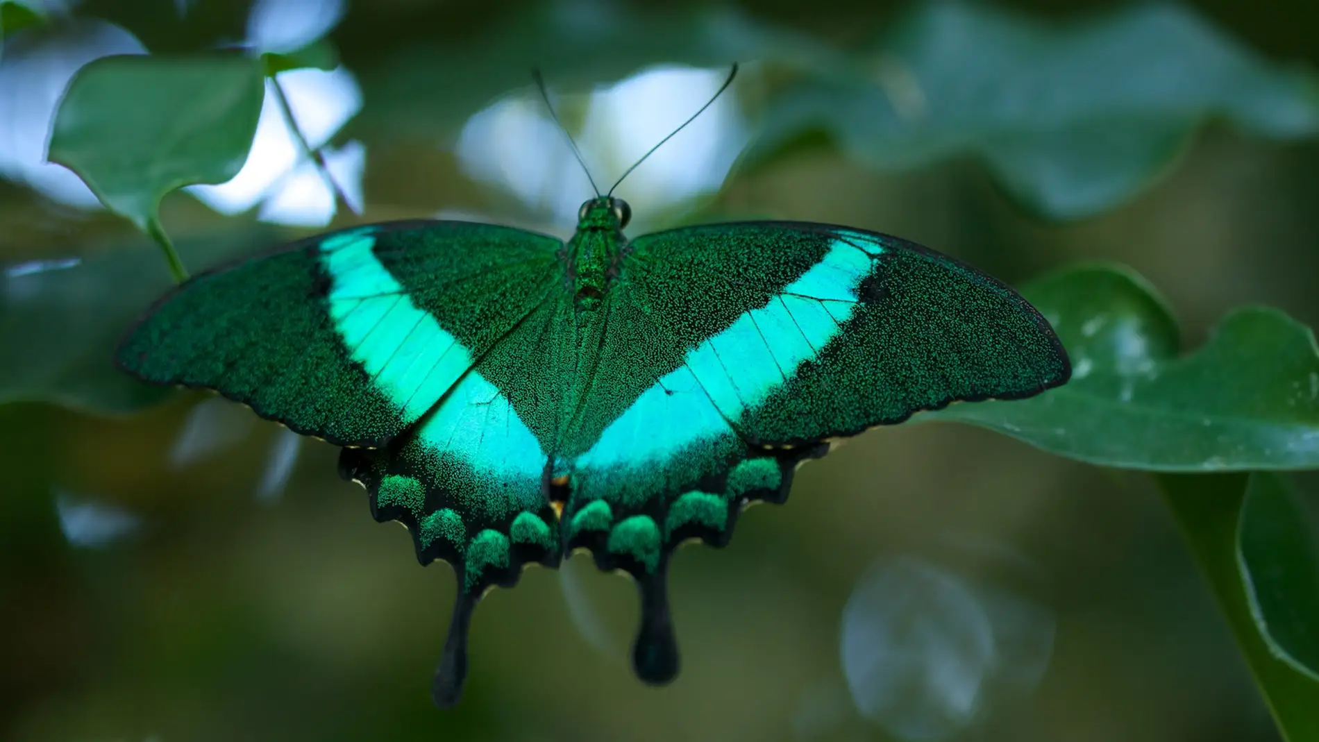 Proponen sistematizar los muestreos de insectos para comprender y evitar su desaparicion