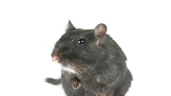 Imagen de una rata negra Imagen de una rata negra