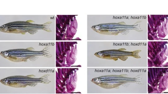 Parte de la investigación llevada a cabo por la Universidad de Harvard sobre los peces cebra Parte de la investigación llevada a cabo por la Universidad de Harvard sobre los peces cebra