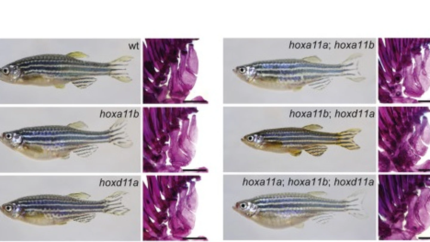 Parte de la investigación llevada a cabo por la Universidad de Harvard sobre los peces cebra Parte de la investigación llevada a cabo por la Universidad de Harvard sobre los peces cebra
