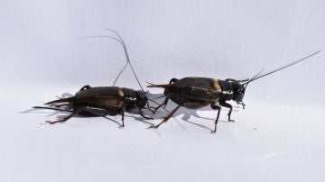 Pareja de grillos