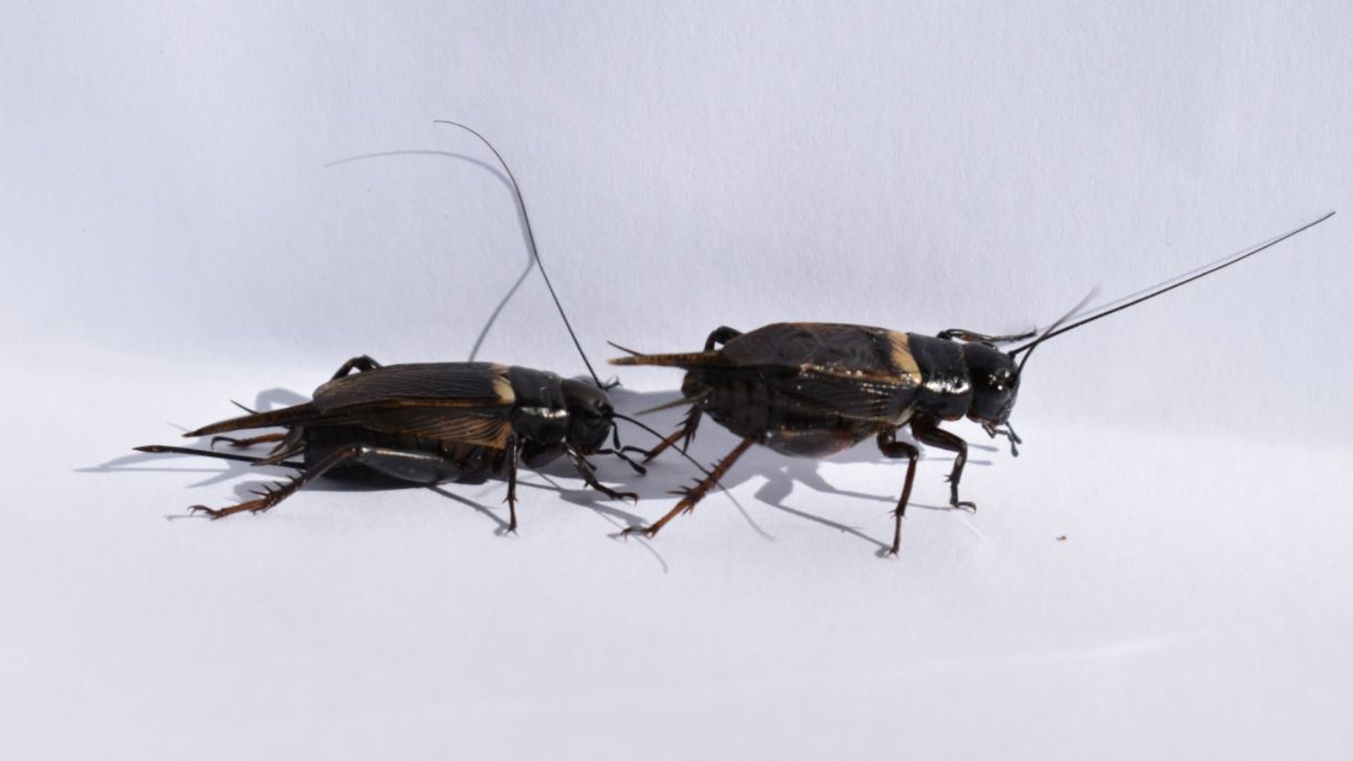 Pareja de grillos