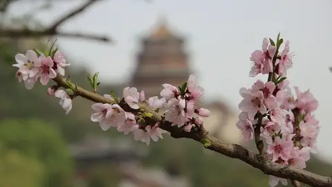 Sakura Sakura