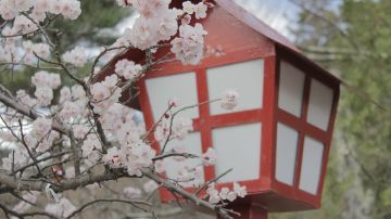 Sakura. Japón