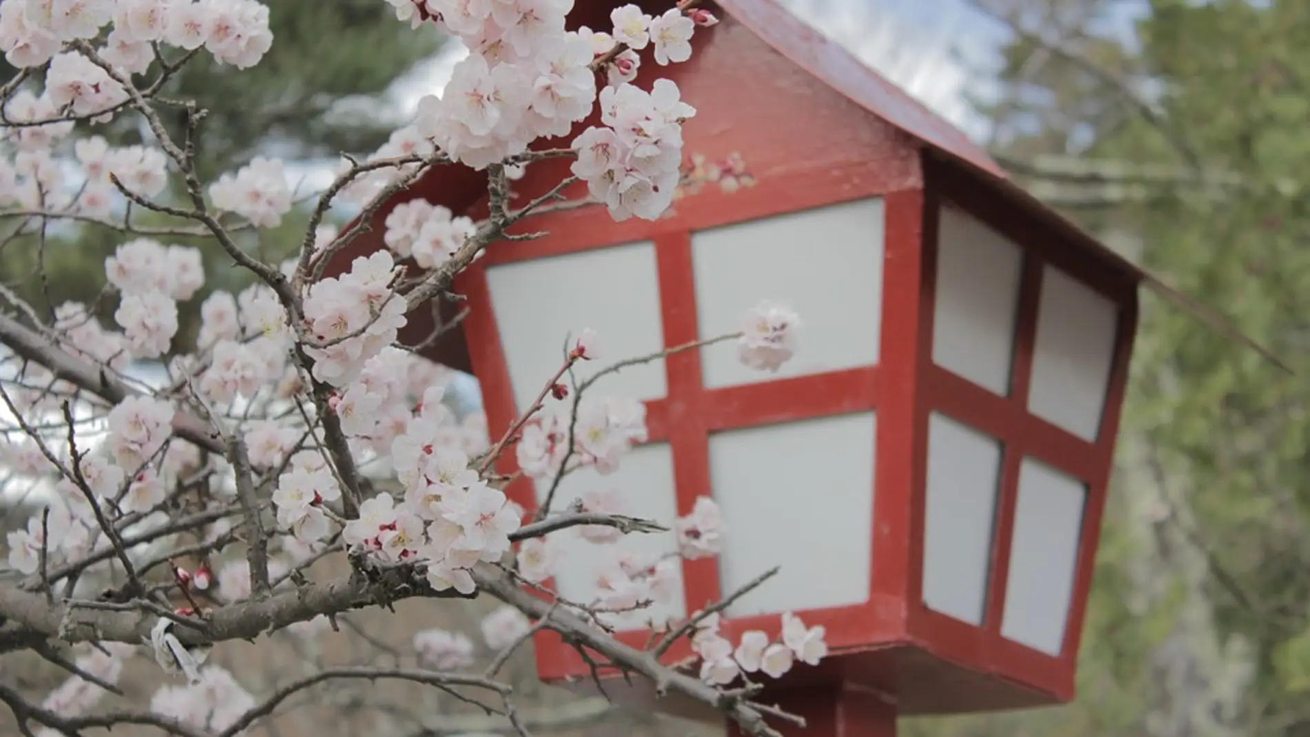 Sakura. Japón
