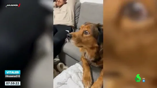 La reacción de un perro al ver un documental sobre ardillas en la televisión La reacción de un perro al ver un documental sobre ardillas en la televisión