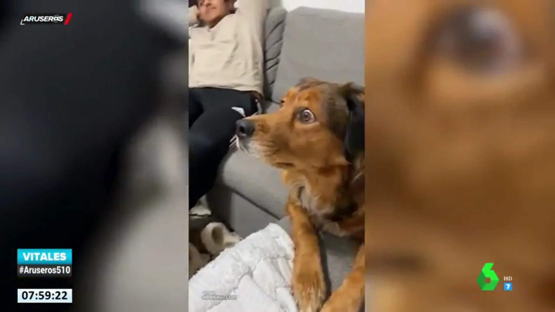 La reacción de un perro al ver un documental sobre ardillas en la televisión
