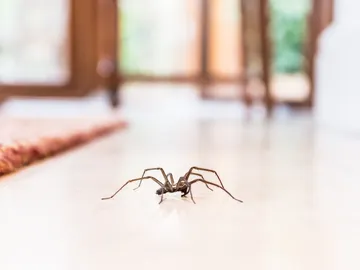 Plagas de arañas en las casas australianas Plagas de arañas en las casas australianas