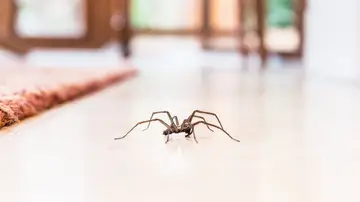 Plagas de arañas en las casas australianas