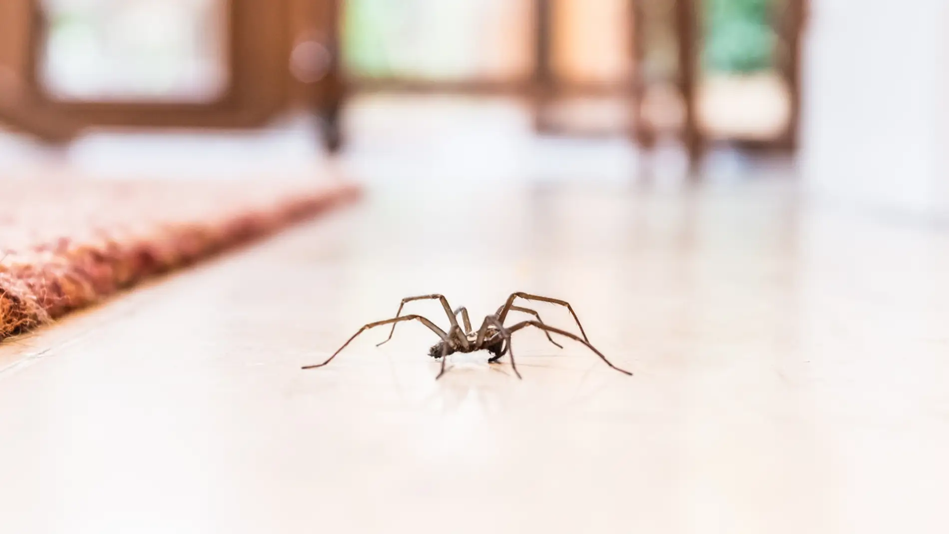 Plagas de arañas en las casas australianas