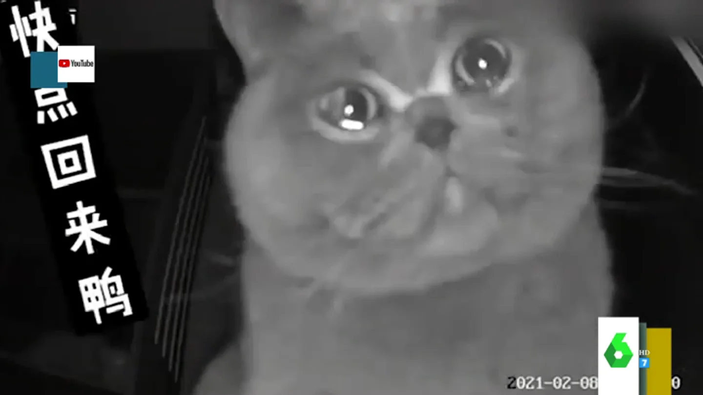 gato gato