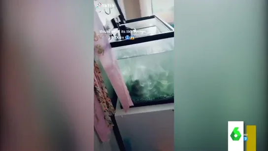 Pecera congelada Pecera congelada