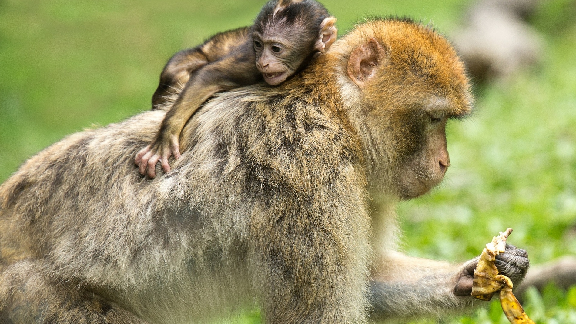 Macacos