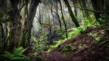 Los bosques europeos son cada vez mas vulnerables a los vientos incendios y plagas de insectos