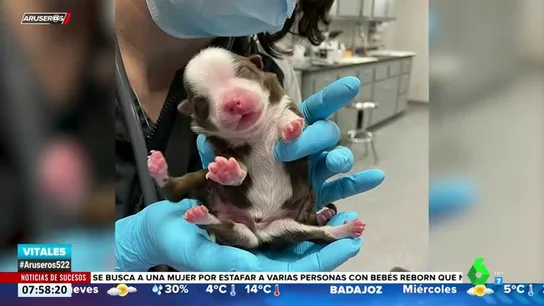 PERRO SEIS PATAS PERRO SEIS PATAS
