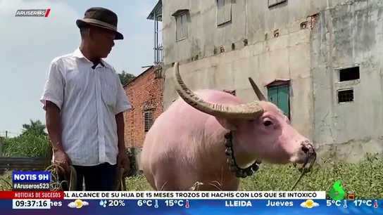 BUFALO ROSA BUFALO ROSA